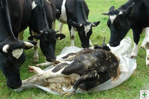 Do Farm Animals Grieve